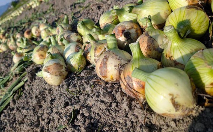 淡路島 「新玉ねぎ」3キロ　期間限定！