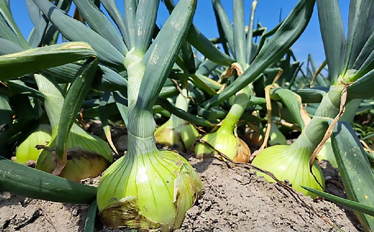 【野菜ソムリエサミット金賞】淡路島玉ねぎ10kg【仲田青果の淡路島いち玉ねぎ】◆配送６月中旬～翌年２月下旬