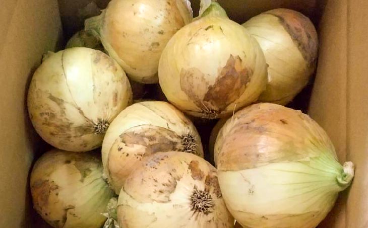 中山さんちから直送　淡路島たまねぎ５㎏