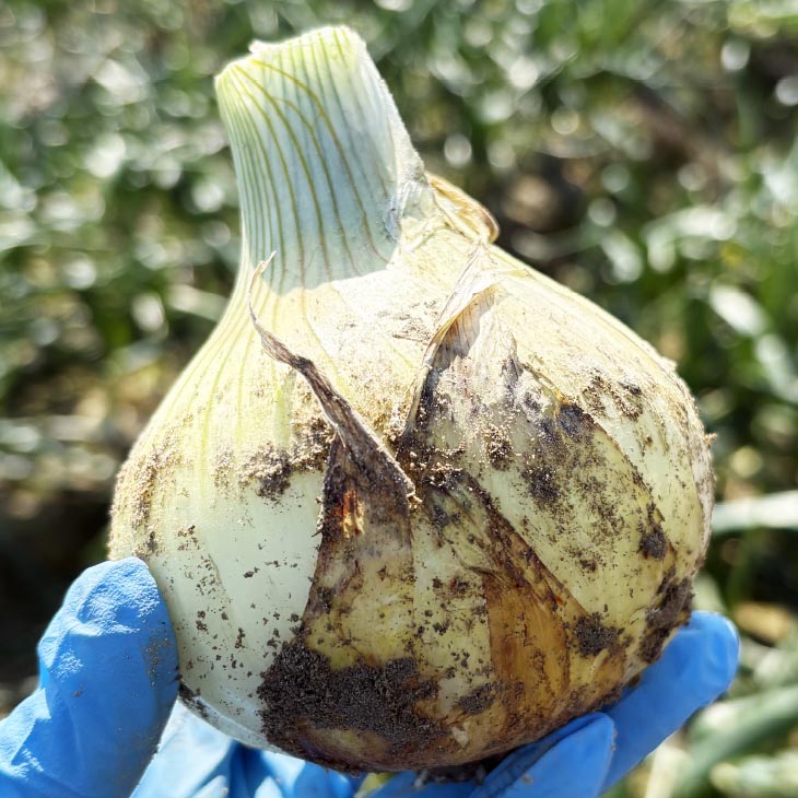 ＼新玉予約／中山さんちから直送　淡路島たまねぎ10㎏◆R8.3月下旬～発送