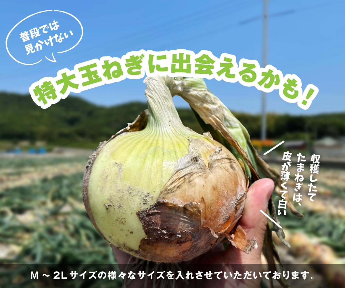 海月館 自社農場栽培！淡路島産 新玉ねぎ 5kg