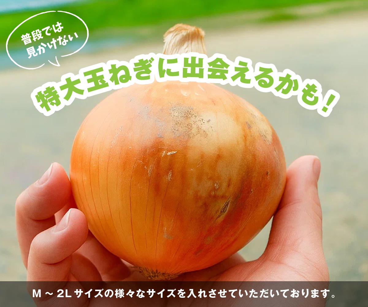海月館 自社農場栽培！淡路島産 玉ねぎ 10kg