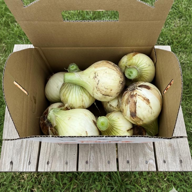 【新玉・サイズ混合】淡路島玉ねぎ　三世代で紡ぐ味淡路島の新玉ねぎ 10Kg◆配送4月下旬～5月下旬