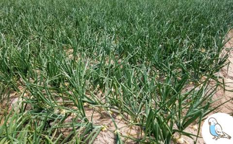 新玉ねぎ　淡路島　南あわじ市　3ｋｇ　早生　◆配送4月下旬～5月下旬