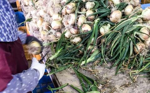 新玉ねぎ　淡路島　南あわじ市　5ｋｇ　早生　◆配送4月下旬～5月下旬
