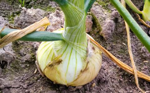 【新玉予約！】【仲田農園】超極早生新玉葱「福寿玉ねぎ」5kg◆配送2月上旬～４月中旬