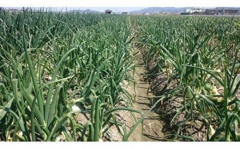 【youふぁーむ】【新玉予約】淡路島産新玉ねぎ5kg◆配送2月中旬～