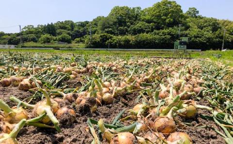 【しょうちゃんFARM】淡路島　南あわじ市産玉ねぎ3kg　◆配送7月～