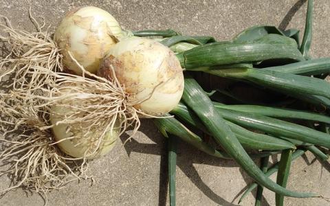 【前田青果】淡路島産　新玉ねぎ5kg  ◆配送４月末頃～