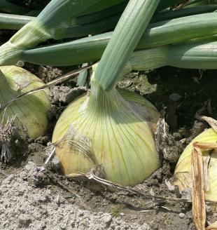 淡路島スイートオニオン　淡路島産新玉ねぎ　10kg　◆配送４月上旬-6月下旬頃