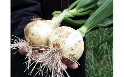 【あさひサンファーム】【5㎏】兵庫県認証★特別栽培★淡路島新たまねぎ（配送3月上旬～）