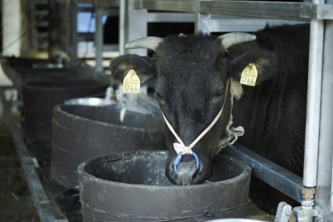 【数量限定】垣牧場直売「淡路姫和牛」たれ漬　800g（400g×2パック）