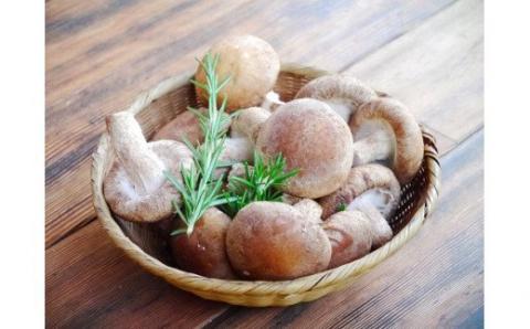 森の木しいたけはプリプリの食感とジューシーな風味が特徴です。 【森の木ファーム】淡路島産の菌床生椎茸（しいたけ）