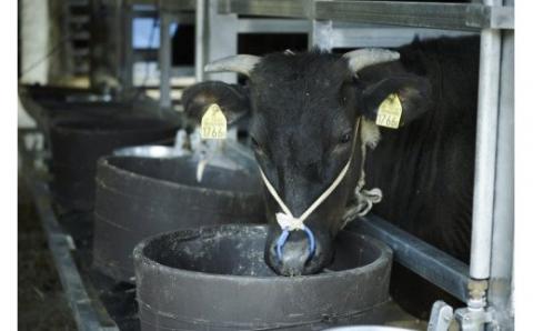 【数量限定】垣牧場直売「淡路姫和牛」切り落とし・たれ漬けセット 800g