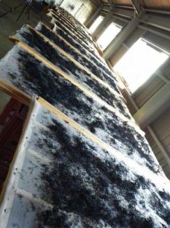 希少（レア）！ふっくらやわらかい淡路島産 長ひじき35ｇ×10袋