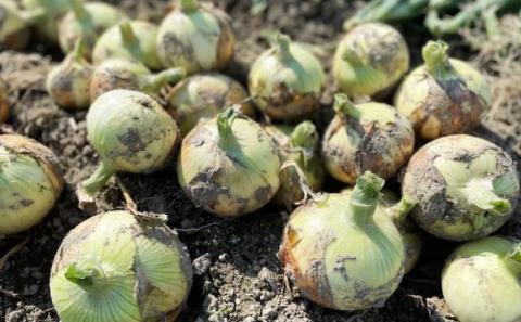 【しょうちゃんFARM】　淡路島　南あわじ市産玉ねぎ 5ｋｇ　◆配送6月～