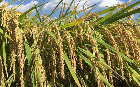 令和７年産・玄米『みどり豊』５kg　10月中旬頃から発送