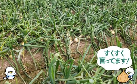 新玉ねぎ　淡路島　南あわじ市　3ｋｇ　超極早生【配送１月下旬～３月下旬】