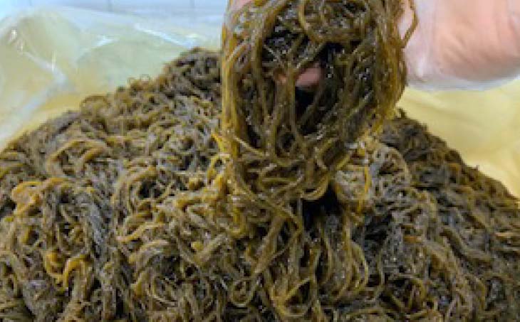 【数量限定】天然島もずく（250g×5袋）