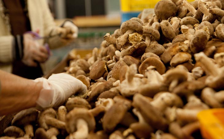 農薬・化学肥は不使用】森の木ファームしいたけ（1キロ箱）ふぞろい