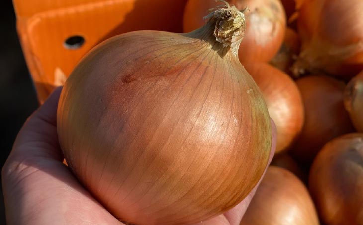 原田兄弟の一番玉ねぎ ５kg