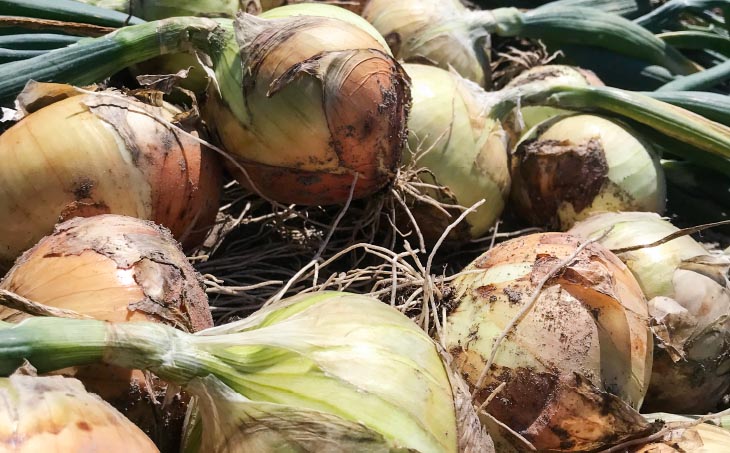 ★淡路島玉ねぎ 子供達も大好き!! あま～い玉ちゃん5kg★