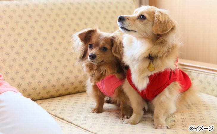 【ホテルアナガ】愛犬と過ごす ドギーヴィラ スタンダードルーム（オーベルジュステイ） 1泊2名様夕朝食付