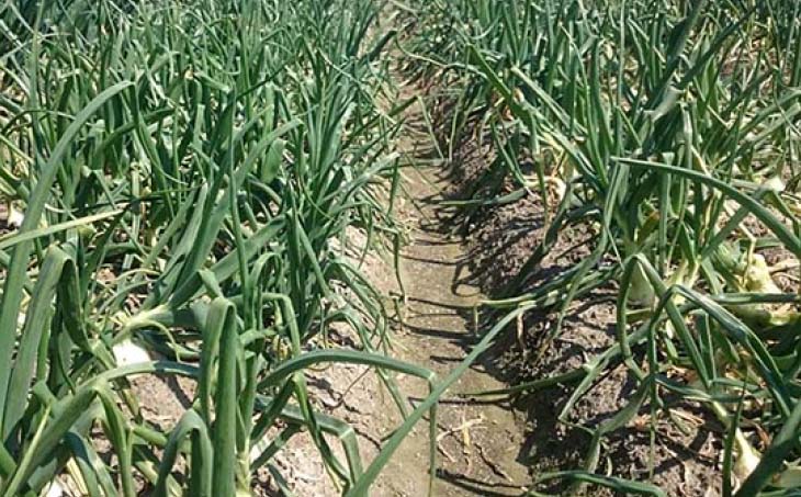 淡路島産玉ねぎ 3kg