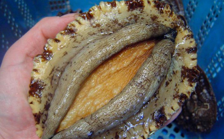 【花光】淡路島産天然アワビ（赤）大サイズ2個