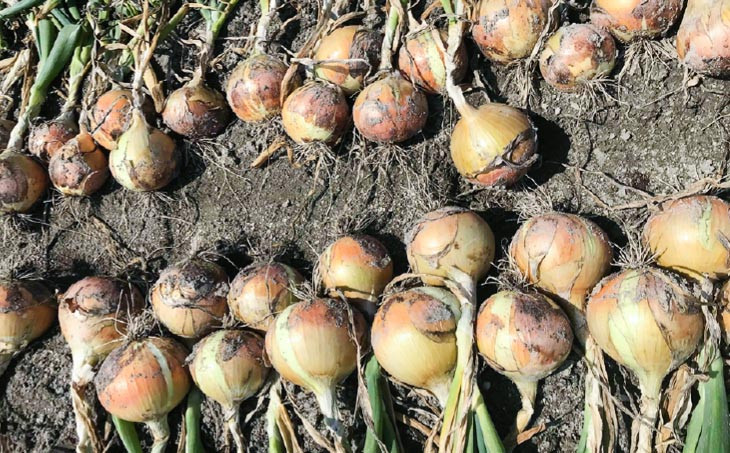 完熟乾燥玉ねぎ〈中生〉5ｋｇ◆配送6月上旬～