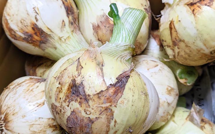 淡路島 「新玉ねぎ」3キロ　期間限定！