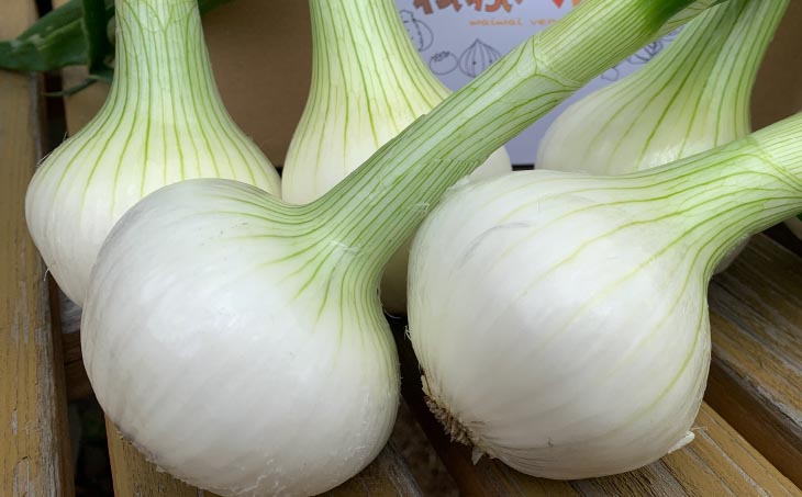 春の訪れ！淡路島の新たまねぎ（2㎏）　◆配送２月～５月下旬