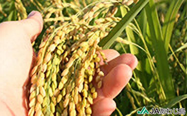 ＪＡあわじ島の「あわじ島米」コシヒカリ 10kg