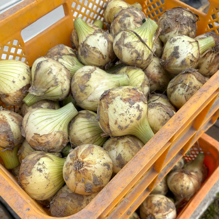 ＼新玉予約／中山さんちから直送　淡路島たまねぎ５㎏◆R8.3月下旬～発送