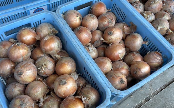 【じょまはん農園】淡路島産玉ねぎ10㎏