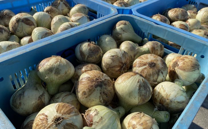 【新玉予約】【じょまはん農園】トロっと甘い！！淡路島産新玉ねぎ5㎏