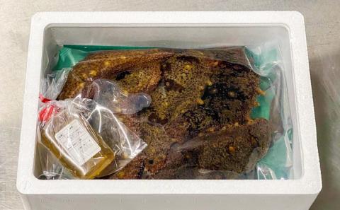 【花光】【あわじ島冬の珍味！身の柔らかい赤ナマコを活きたまま発送】淡路島産 赤なまこ（活）約2ｋｇ