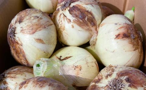 農家直送！【奈良農園】淡路島新玉ねぎ ≪５kgサイズ色々≫