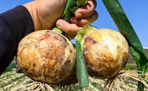 【しょうちゃんFARM】淡路島　南あわじ市産玉ねぎ3kg　◆配送7月～