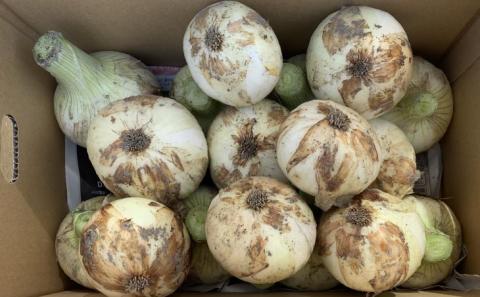 【わいわいベジタブル】春の訪れ！淡路島の新たまねぎ（10㎏）◆配送２月～５月下旬