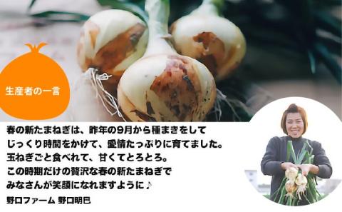 子どもたちが丸ごと食べれる♪春の新たまねぎ10kg