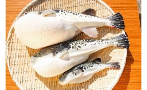 冷凍【3年とらふぐのフグ刺し】てっさ（約3～4人前）