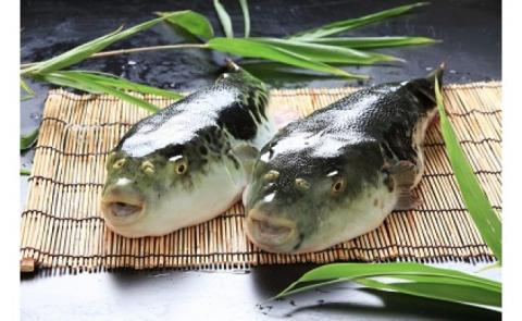 【淡路島3年とらふぐ】松　ふぐ鍋・ふぐ刺身・白子セット（5～6人前）