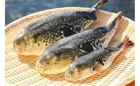 【淡路島3年とらふぐ】梅　ふぐ鍋セット（5～6人前）