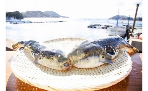 【淡路島3年とらふぐ】梅　ふぐ鍋セット（3～4人前）