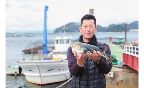 【淡路島3年とらふぐ】竹　ふぐ鍋・刺身セット（2人前）