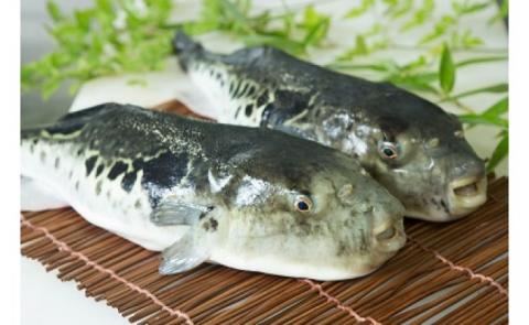 冷凍【淡路島3年とらふぐ】鍋白子　ふぐ鍋・白子付（5～6人前）