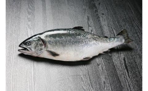 【極上とろける食感！淡路島サクラマス／冷凍】淡路島で育ったサーモン800g