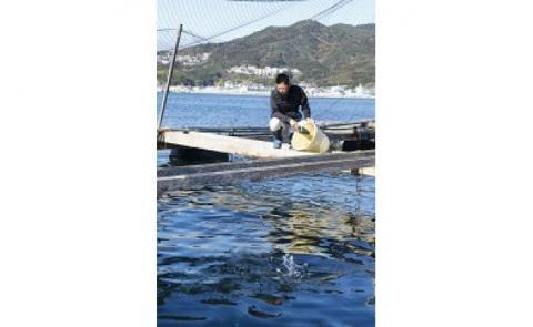 【極上とろける食感！淡路島サクラマス／冷凍】淡路島で育ったサーモン600g