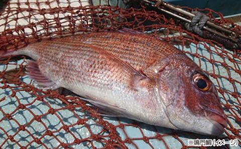 【中尾満男水産】【漁師直送】天然鳴門鯛 西京味噌漬け 1切×5個《淡路島鳴門海峡産》